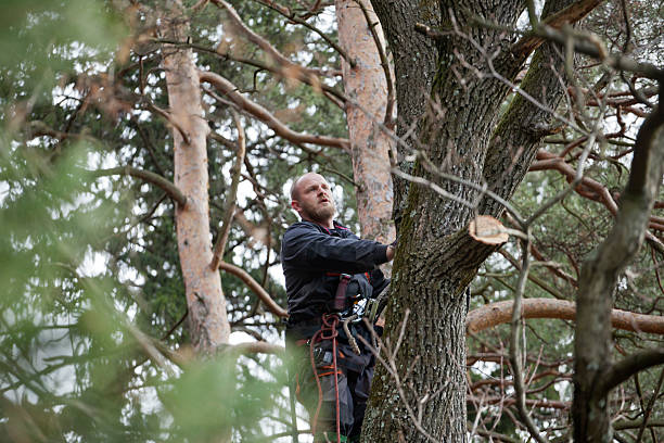 Twin Lakes, VA Tree Care Company